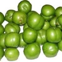 فروش نهال گوجه سبز شهریار|خدمات باغبانی و درختکاری|چوار, |دیوار