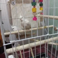 عروس البینو