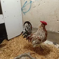 خروس چهل تاج