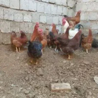 مرغ خونگی تخم گذار