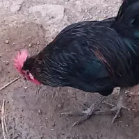 خروس گلین|حیوانات مزرعه|سیلاخور, |دیوار