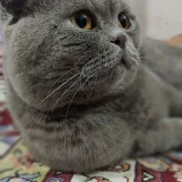 گربه|گربه|مشهد, سیس‌آباد|دیوار