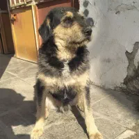 سگ نژاد دار نر