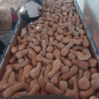 کدو درجه 1و2 همه روزه ارسال به تمام نقاط کشور|خوردنی و آشامیدنی|تربت جام, امام|دیوار