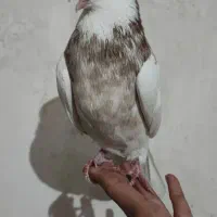 طوقی|پرنده|کرمانشاه, |دیوار