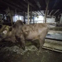 گاو نر جوان