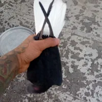 کفتر زاق دم سفید