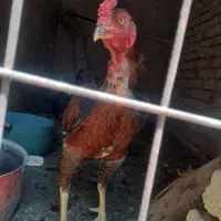خروس لاری اصل اصل