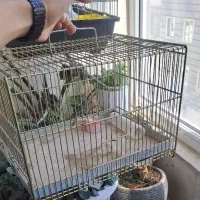 قفس عروس هلندی و طرقه