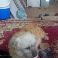 سگ ماده پاکوتاه خیلی اروم ساکت حرف گوش کن فروشی