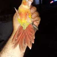 دو عدد گرینچیک ۲ ماه کاملا دونخور