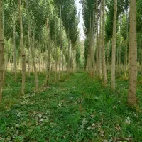 فروش بذر یونجه