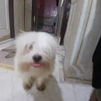 سگ شیتزوتریر