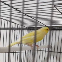 برزیلی اوپال و قناری|پرنده|الوند, |دیوار