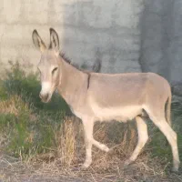 خر‌ کره‌