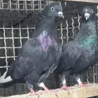 کبوتر کلدمسبز و ...|پرنده|قائم‌شهر, |دیوار