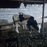 گوساله نر|حیوانات مزرعه|مسجد سلیمان, |دیوار