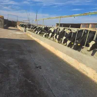 کارگر گاوداری با خانواده