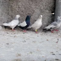 کفتر 3تا ماده سینه ی دمب سوسنی خوب|پرنده|شیراز, شهدای شهرک سعدی|دیوار