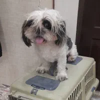 واگذاری سگ شیتزو واکسن خورده