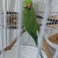 طوطی ملنگو سرحال