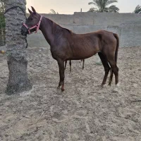 فروش واگذاری اسب عرب اصیل|اسب و تجهیزات اسب‌سواری|رامشیر, |دیوار