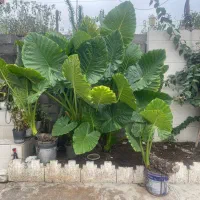 گل بابا ادم ماده