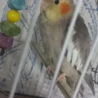 کوتوله ماده عروس هلندی نر