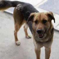 واگذاری میکس ژرمن