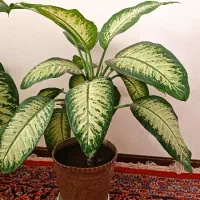 دیفن باخیا بزرگ و پاجوش|گل و گیاه طبیعی|گلبهار, شهر جدید گلبهار|دیوار