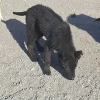 گمشده  سگ ژرمن سیاه ۵ ماهه|حیوانات|آذرشهر, |دیوار