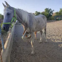 اسب مادیان و کره ۲ ماهه