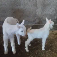 بزسانن فرانسوی(خریدبزخالص)بزغاله