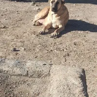 دو قلاده توله سرابی اصیل