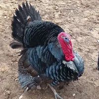 بوقلمون مزرعه