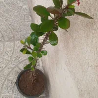گلدانهای زینتی