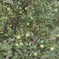 اجاره باغ سیب