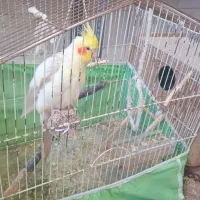 عروس هلندی جفت مولد|پرنده|گرگان, |دیوار