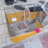 عروس هلندی گمشده لطفاً توضیحات را به خونید