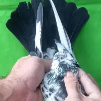 ۵طوق قاره یک فقط یکجا|پرنده|تهران, مولوی|دیوار