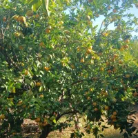 خریدار-باغ-مرکبات-یا-هلو