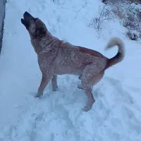 سگ‌نگهبان|سگ|بستان آباد, |دیوار