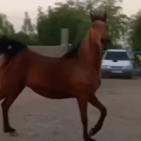 اسب|اسب و تجهیزات اسب‌سواری|سیرجان, |دیوار