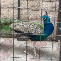 یک عدد طاووس نر زیبا ۲.۵ ساله
