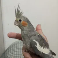 3 عدد جوجه عروس هلندی دستی|پرنده|مشهد, گلشور|دیوار