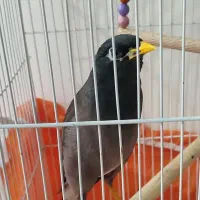 مرغ مینا سخنگو