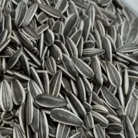 تخمه آفتابگردان خام اعلاءکیلو ۵۵۰هزار تومان
