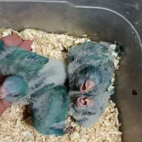 ردچیک و راهب آبی