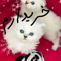 توله گربه خوشکل