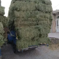 خرید و فروش یونجه تحویل انبار،گاوداری و باشگاه اسب|عمده‌فروشی|شیراز, ارم|دیوار